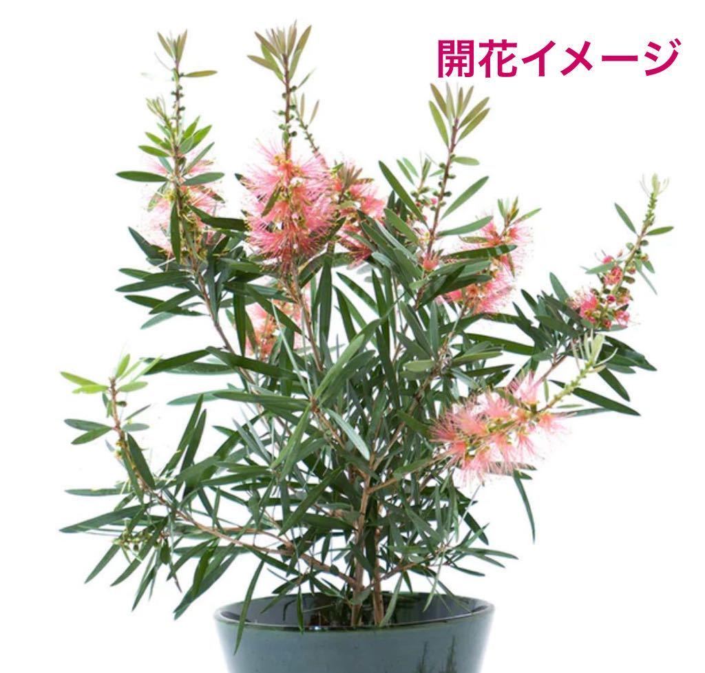 カリステモン ピンクシャンパン 約:70cm ブラシの木/ポット/花木/金宝
