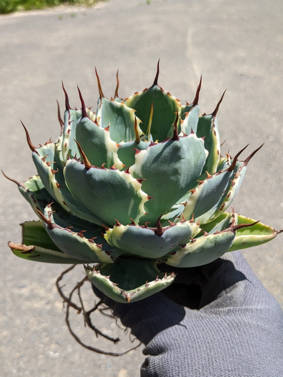 吉祥冠錦 アガベ | ゆるぷ 観葉植物 中斑 大株 多肉植物 8号L鉢 SP
