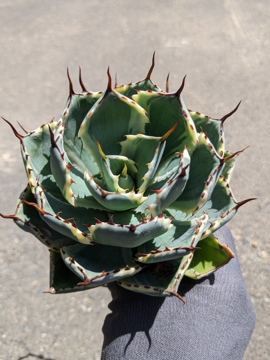 吉祥冠錦 アガベ | ゆるぷ 観葉植物 中斑 大株 多肉植物 8号L鉢 SP