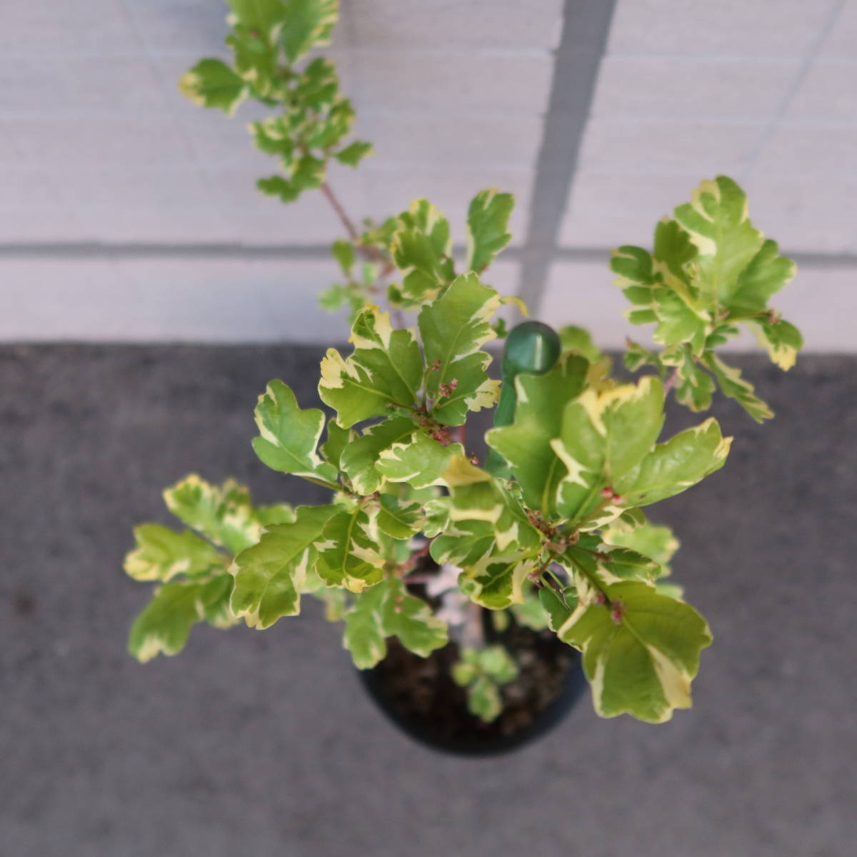 ∮ 洋種 斑入り ストライプ ドングリ ナラの木 どんぐり イギリスナラ