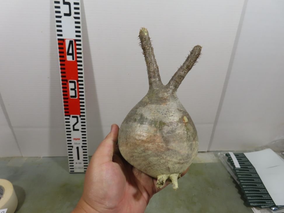 ユ8040 「塊根植物」パキポディウム グラキリス ML 抜き苗【/最新到着・マダガスカル・gracilius・根切り画像要確認】