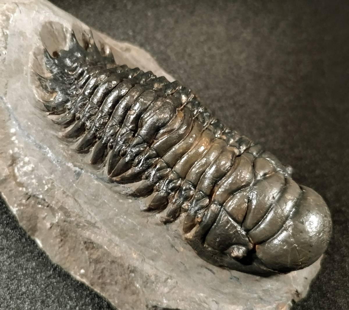 世界に1つ】三葉虫 化石 モロッコ産☆7cm クロタロセファルス
