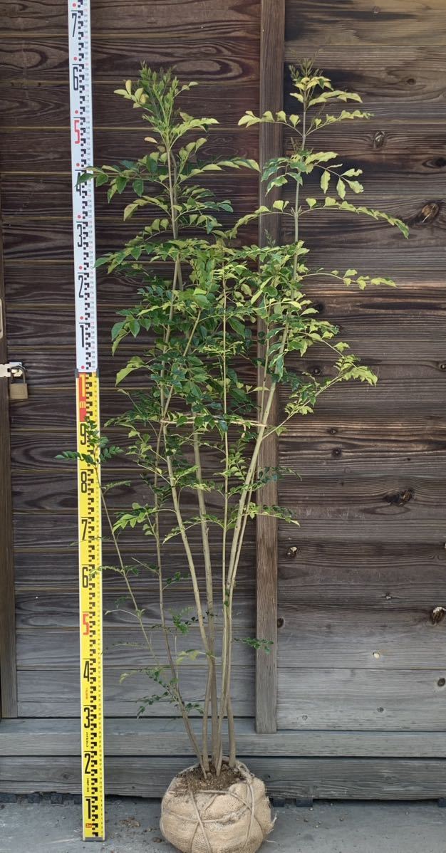 現品発送　シマトネリコ　定番の常緑樹　シンボルツリー　鉢植え　目隠し　株立ち　6