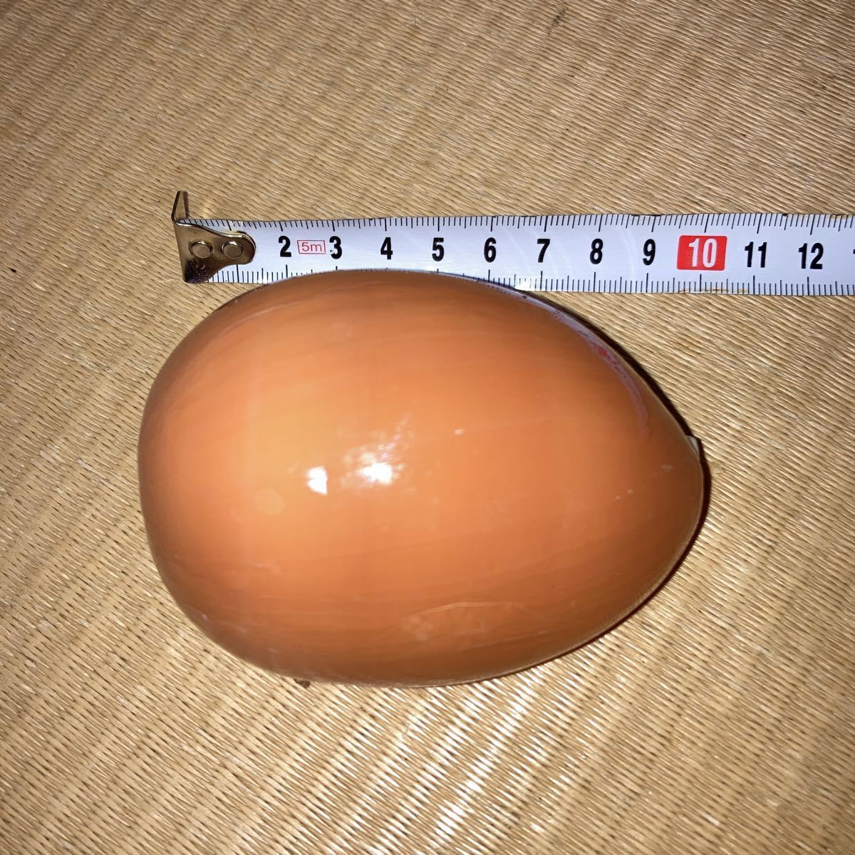 人気定番，大得価】 貝殻標本「ナンヨウダカラ（少産・美！）」希少貝 