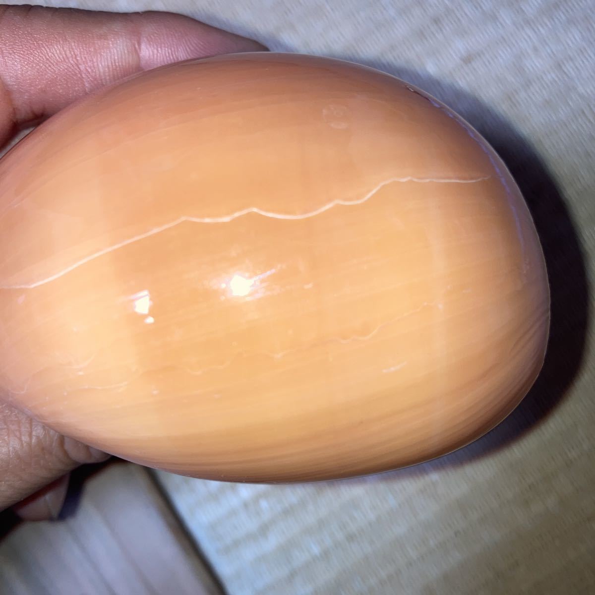 人気定番，大得価】 貝殻標本「ナンヨウダカラ（少産・美！）」希少貝 