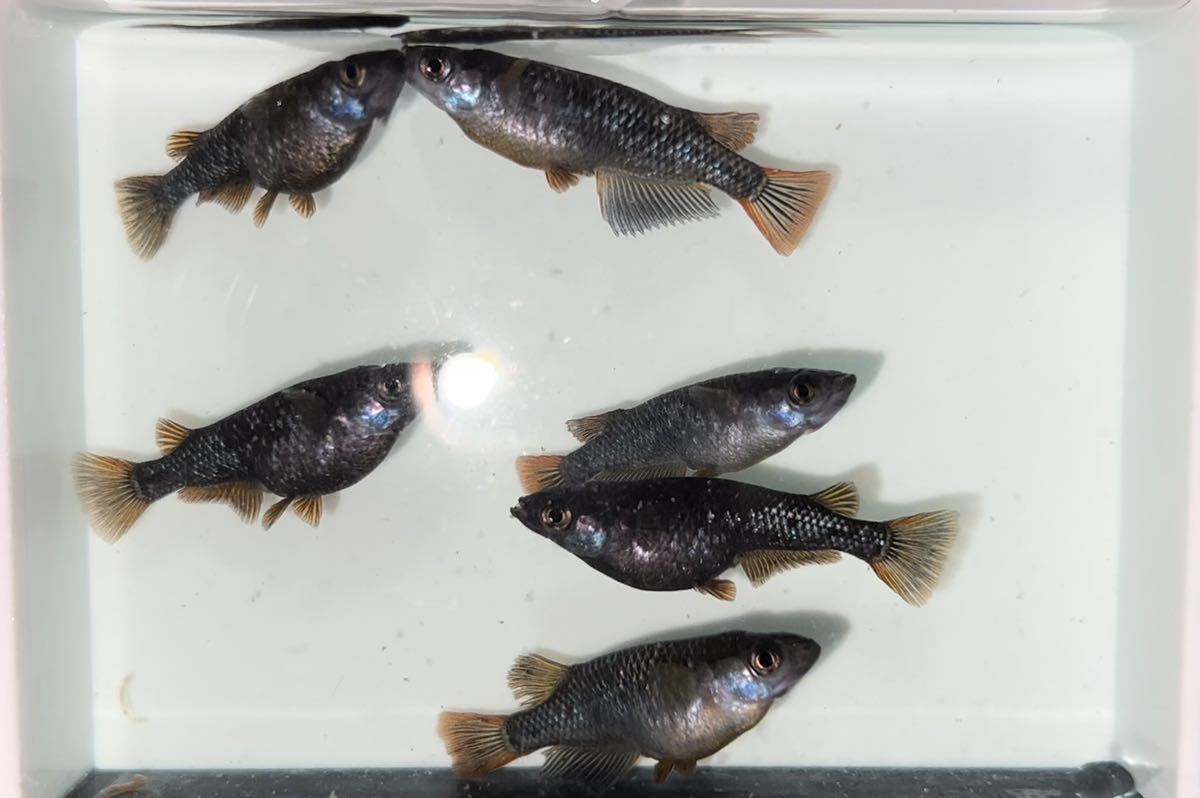 《虎寅めだか》爆産中！令和ブラックダイヤ 3ペア　Azumaメダカ様血統 産卵サイズ 令和 ブラックダイヤ強ラメ クラウドグレーダイヤ メダカ