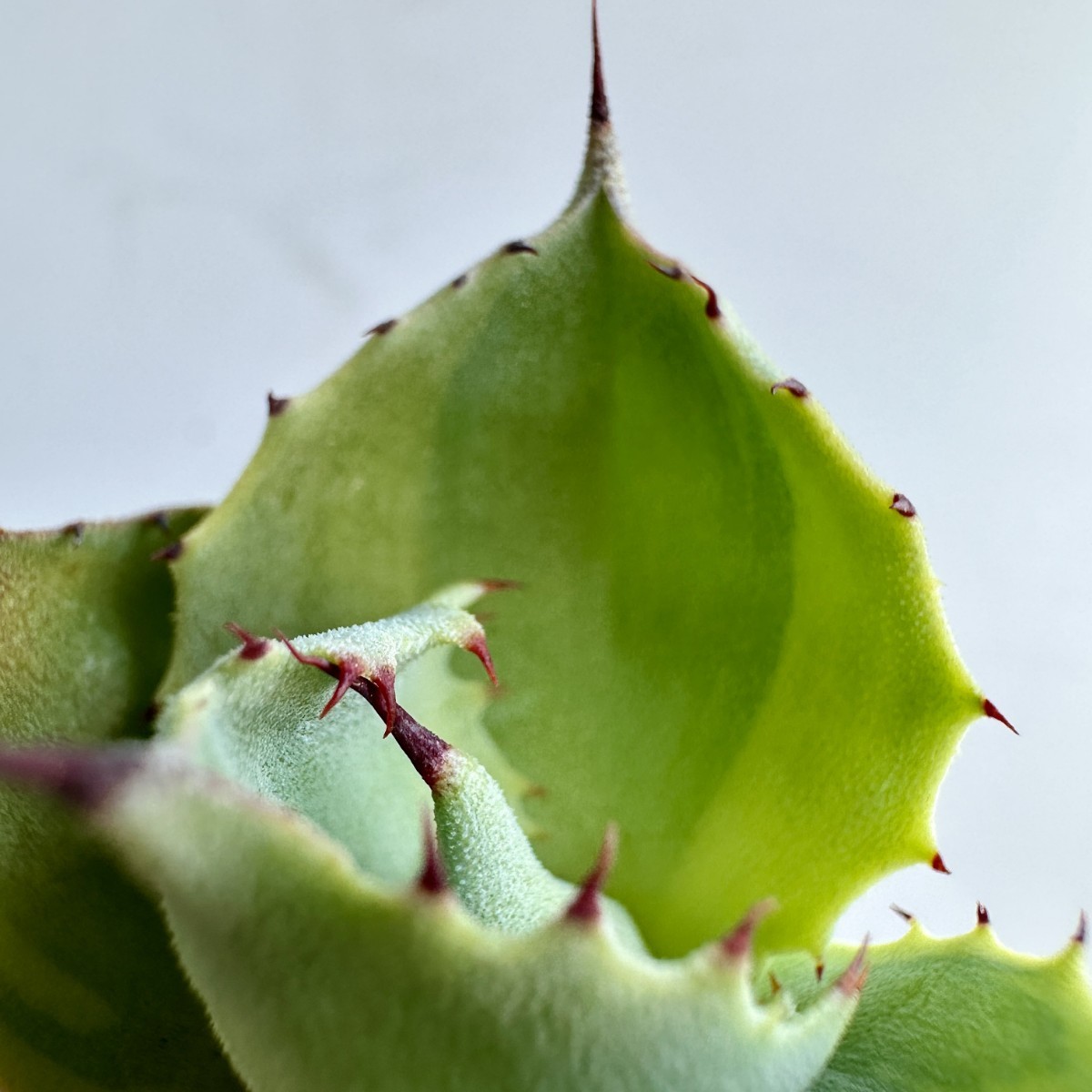 1 ライムストリーク TC株 短葉大株 アガベ パリー トランカータ 吉祥天