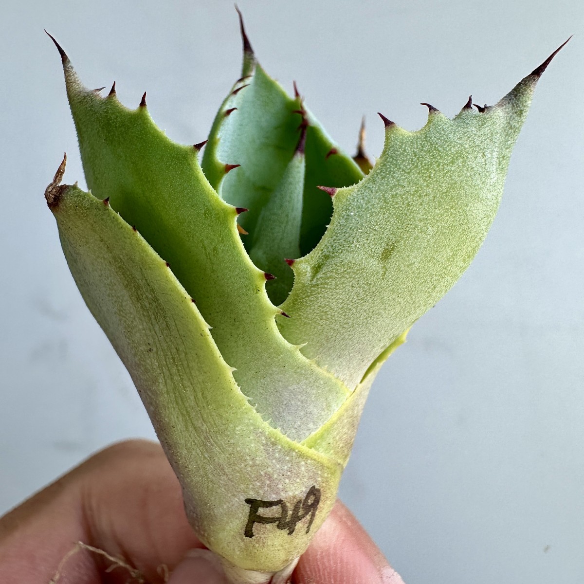 1 ライムストリーク TC株 短葉大株 アガベ パリー トランカータ 吉祥天