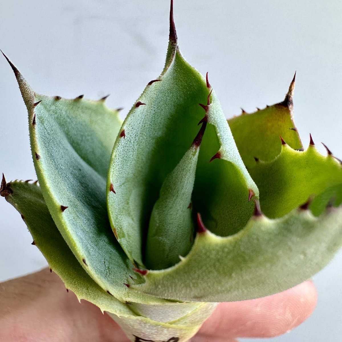 1 ライムストリーク TC株 短葉大株 アガベ パリー トランカータ 吉祥天