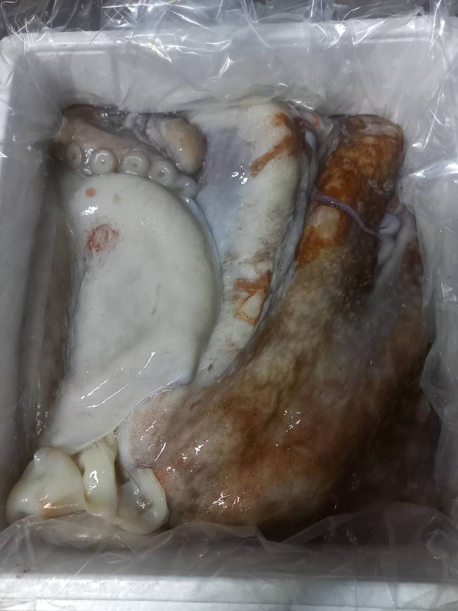 スーパージャンボ超特大サイズ活〆塩揉み済み北海道産生タコ急速冷凍冷凍丸1尾8.6k