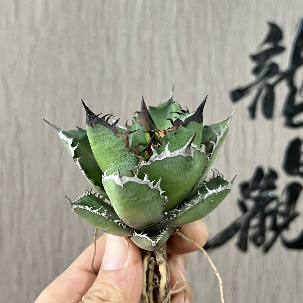 【龍園觀】No.512 特選 アガベ 多肉植物 チタノタ ブラックファイヤー 黒火焔 強棘 極上株 