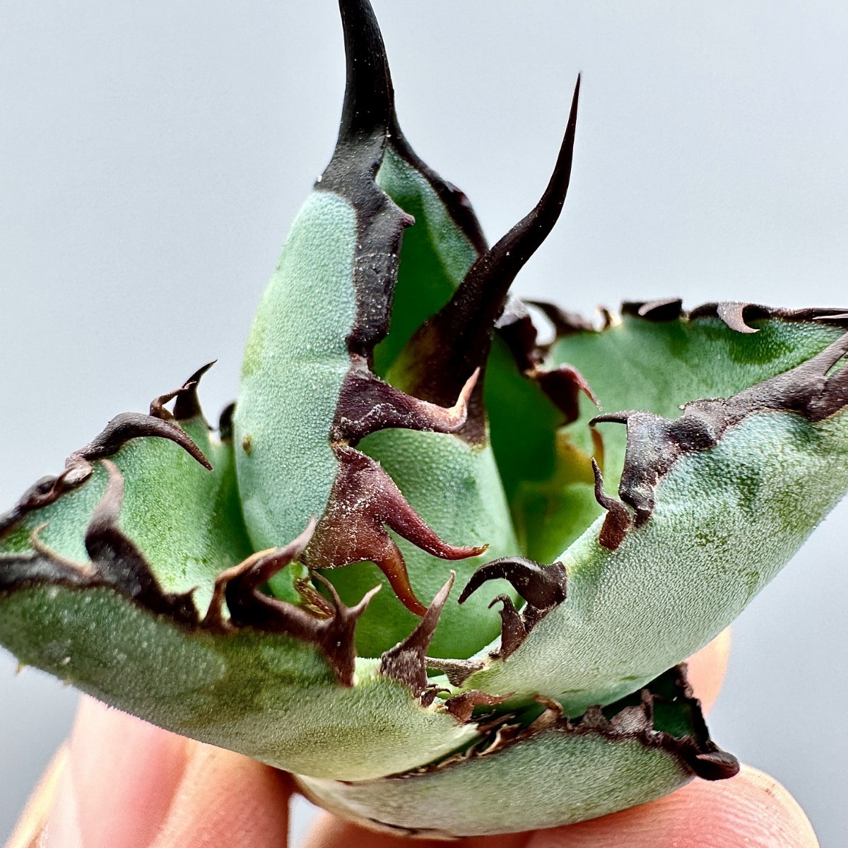 多肉植物 ルノーディーン 50苗 4-6CM | SIERRACULTURA.COM