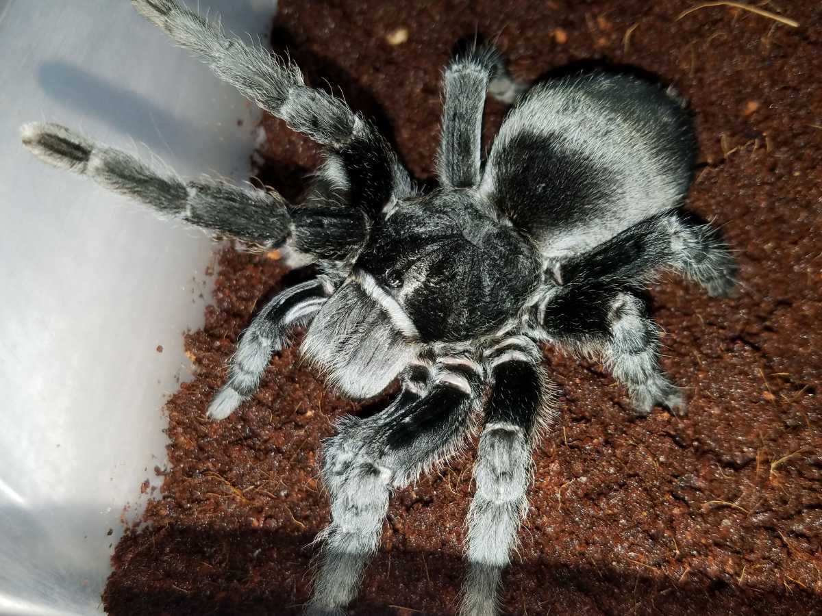 ブラジリアンブラック Grammostola pulchra 幼体 ベビー　タランチュラ 送料無料