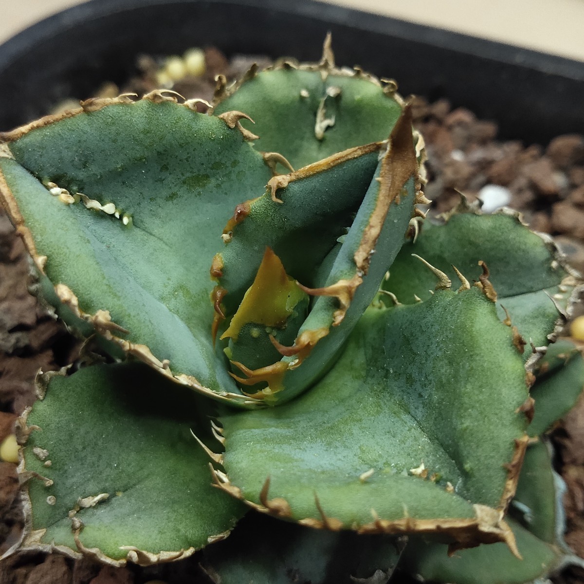 965 上澳園芸 アガベ agave アガベ agave チタノタ 鰐亀 極上血統子株