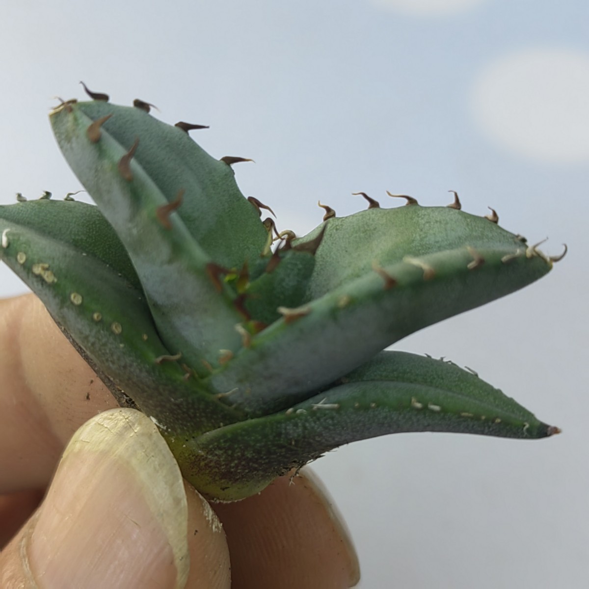 891【上澳園芸】 アガベ　agave チタノタ 鰐亀 極上血統 965 上澳園芸 アガベ agave アガベ agave チタノタ 鰐亀 極上血統子株