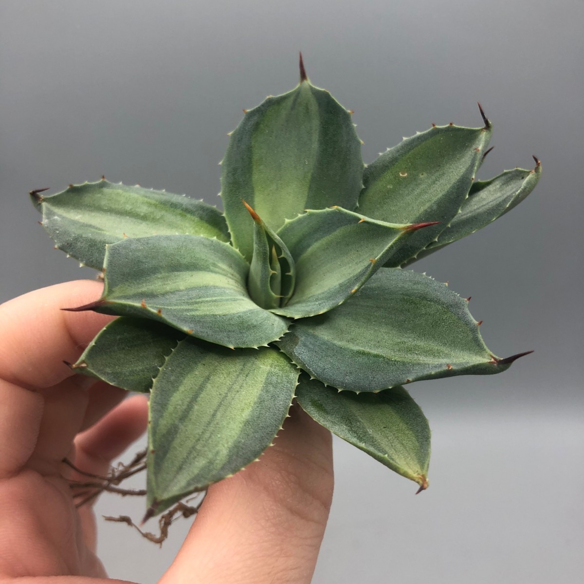 アガベ　パリー　旧来パリー錦　黄覆輪 LM-S162 アガベ パリー ホーチエンシス 斑入り 吉祥天錦