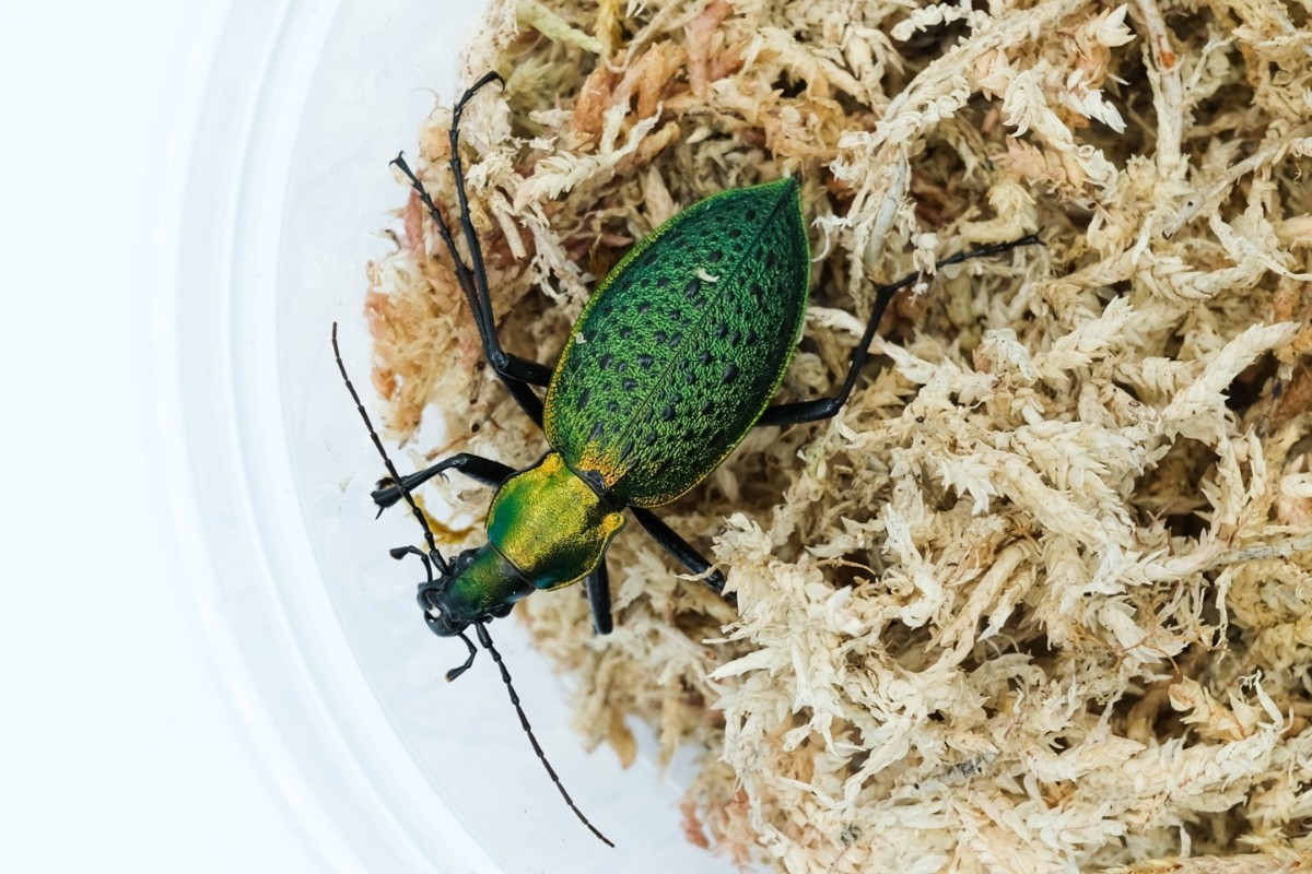 智異山の希少カブリモドキ　標本 ラスト出品！智異山アオカブリモドキWF1 ♂♀♀ オサムシ(虫類)｜売買