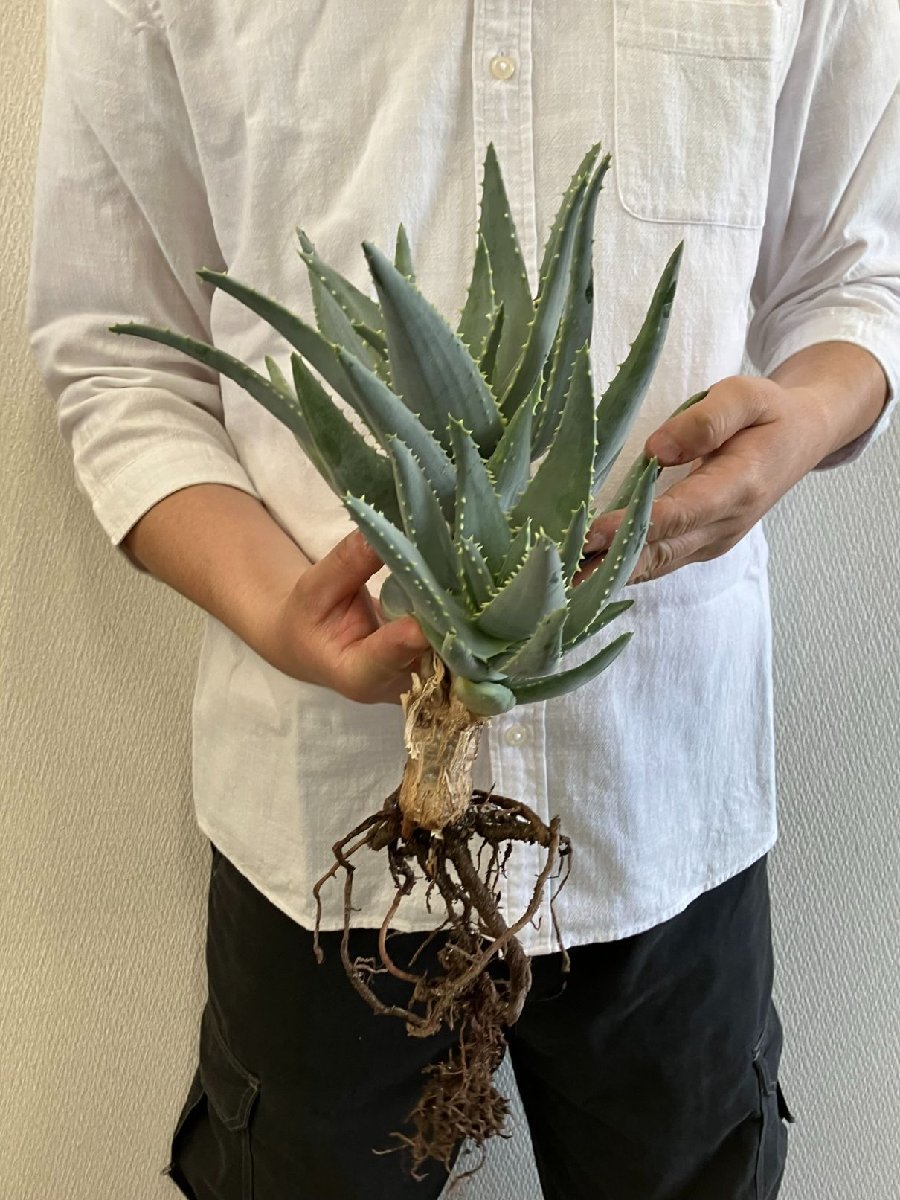 ラ1838 多肉植物 アロエ ピランシー 抜き苗 Aloe pillansii 畑に地植え