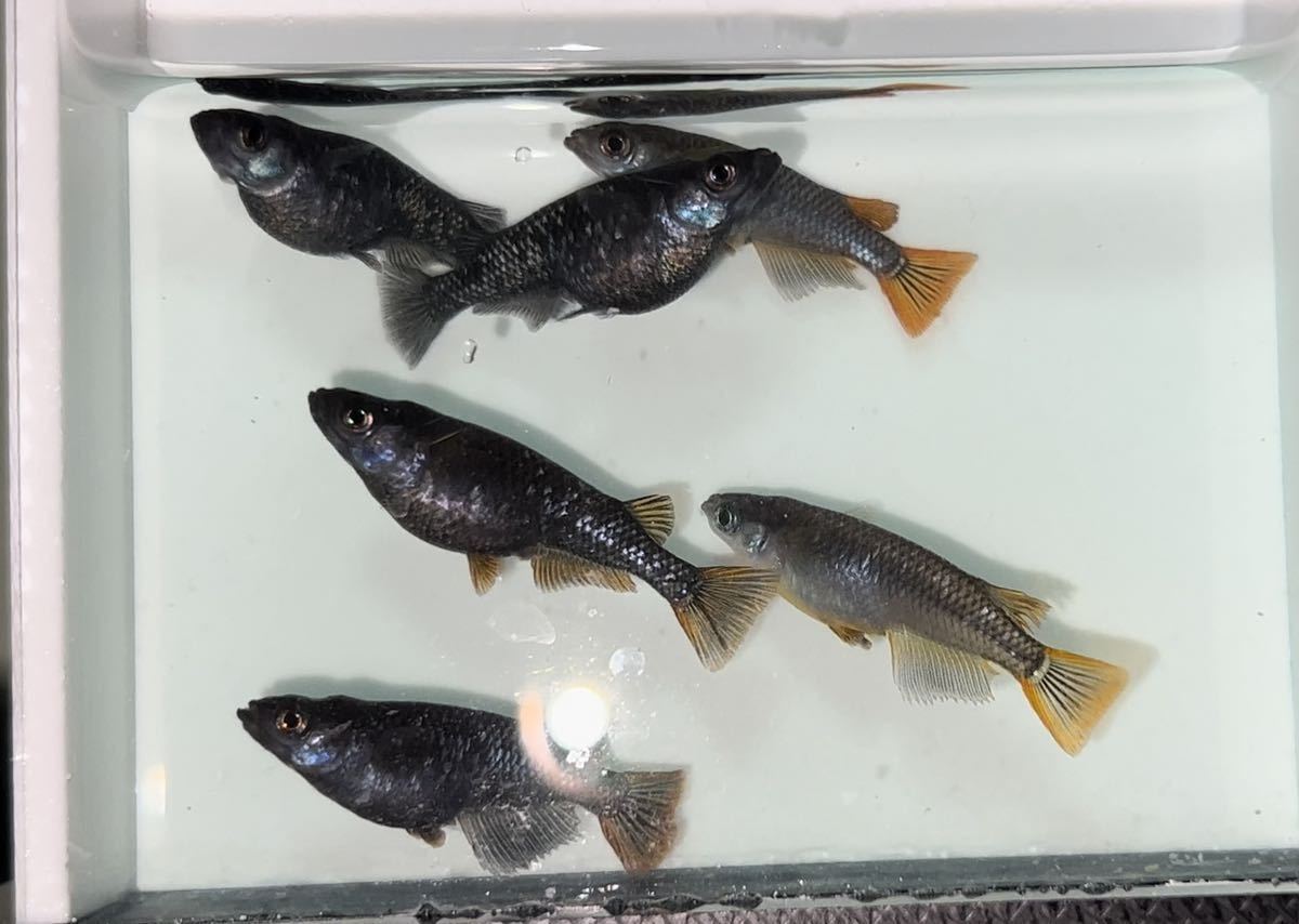 《虎寅めだか》爆産中！令和ブラックダイヤ 3ペア　Azuma メダカ 様血統 産卵サイズ 令和 ブラックダイヤ強ラメ クラウドグレーダイヤ