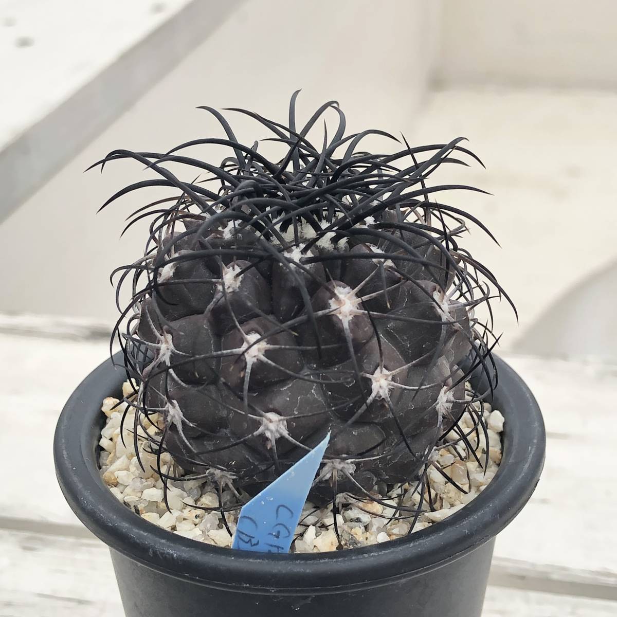 観葉植物 グリセオビオラセア 台付