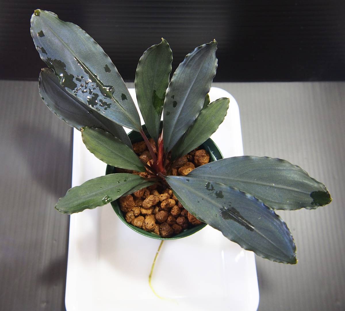 ブセファランドラ ″Deep purple″ from kapuas【AZ0617-31】 2株