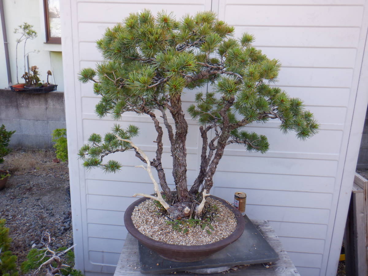 BONSAIクラブ　　★四国五葉松（70㎝・山採り・樹齢70年）★V-4