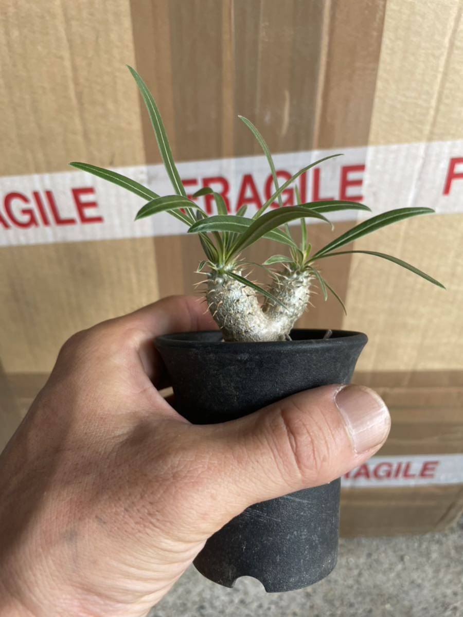 ダブルヘッド 2頭 -NS- パキポディウム グラキリス 双頭株