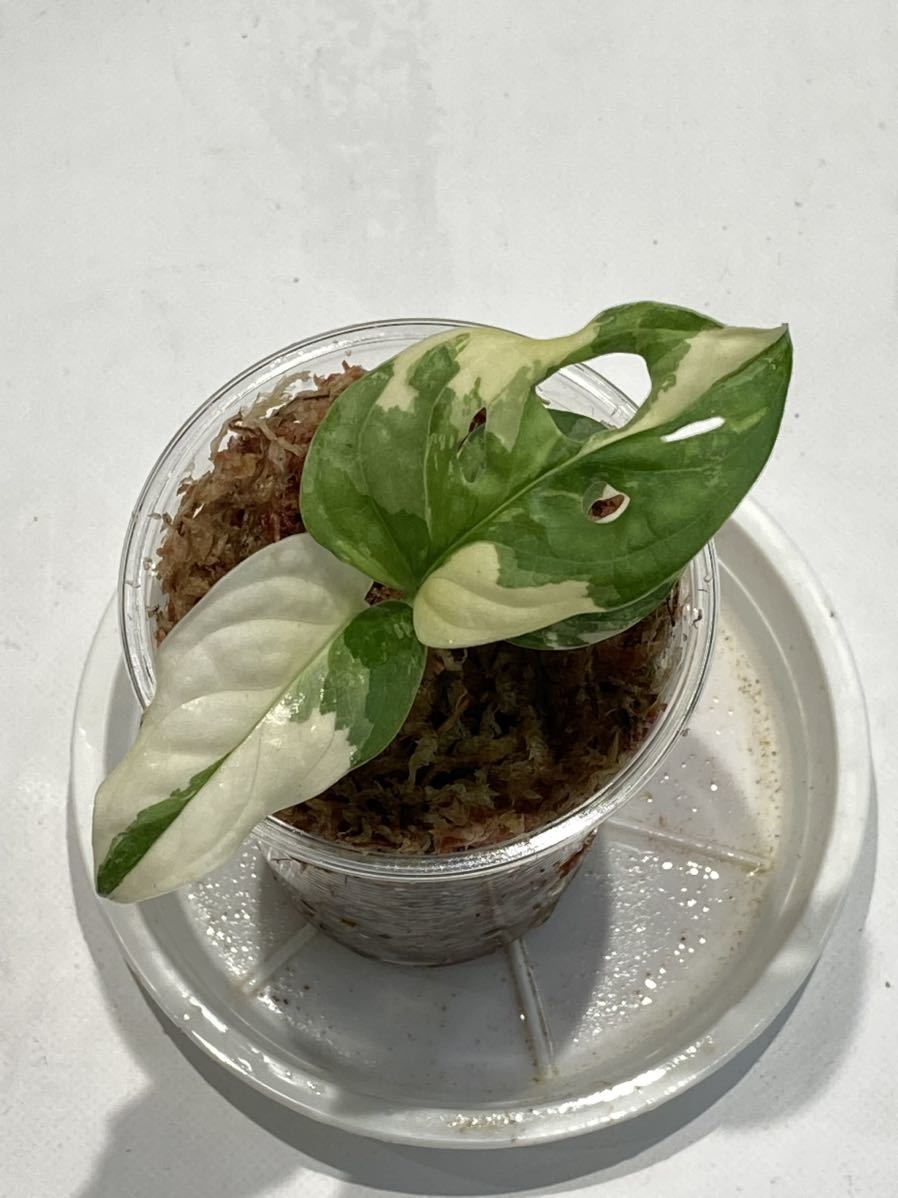 5/28落札　出品番号4番　マドカズラ　モンステラ アダンソニー 斑入り　Monstera adansonii variegated