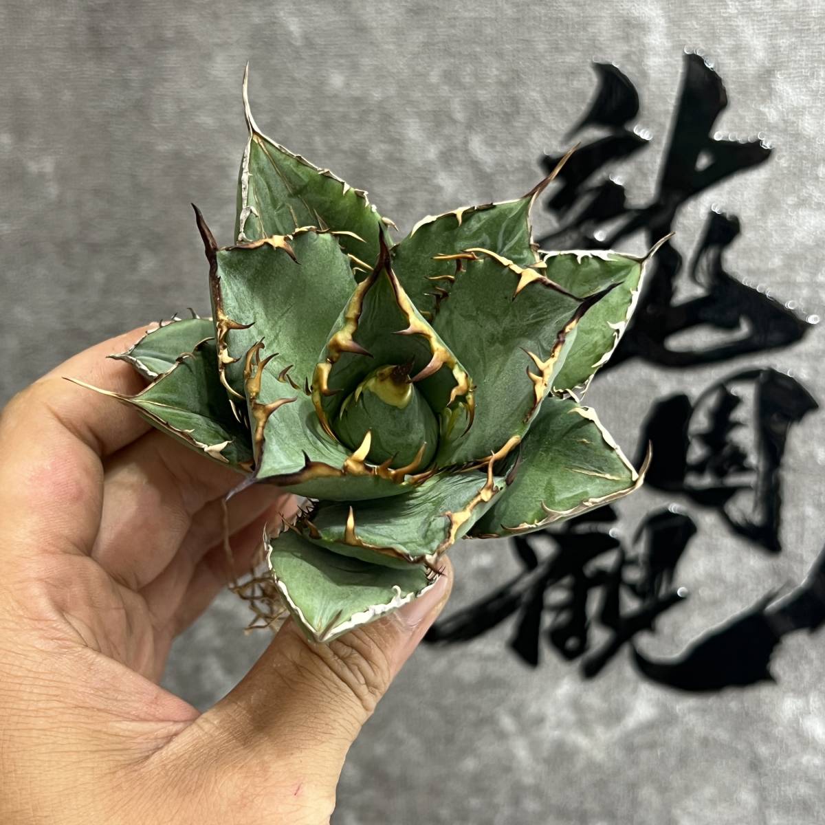 龍園觀】①No.318 特選 アガベ 多肉植物 チタノタ 霸王竜 超強棘 極上
