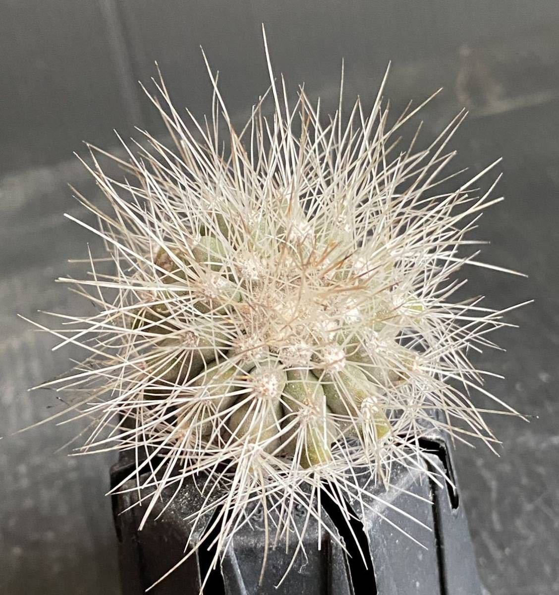 雷血丸 カキコ コピアポア クラインジアナ サボテン 多肉植物 黒王丸 弧竜丸 グリセオ