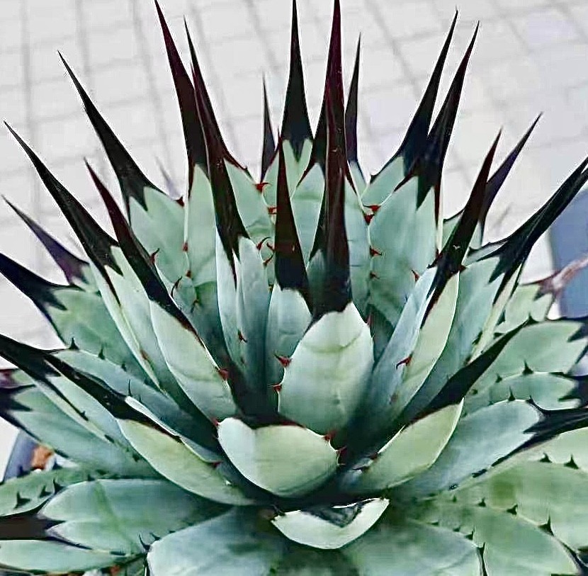 多肉植物 レア品種 Let's Be 【公式通販】