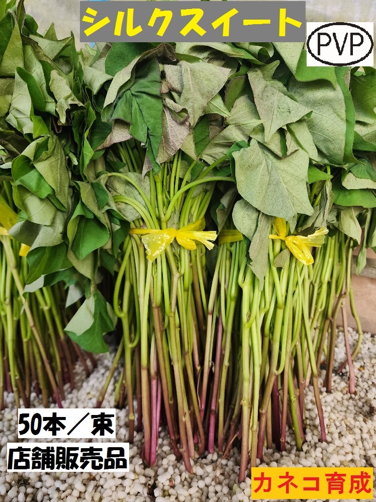 店舗 販売 シルク スイート 切 苗 50 本 束 サツマイモ PVP 登録品種 正規登録 ● 絹 しるく すいーと カネコ 種苗 さつまいも 土壌検査済