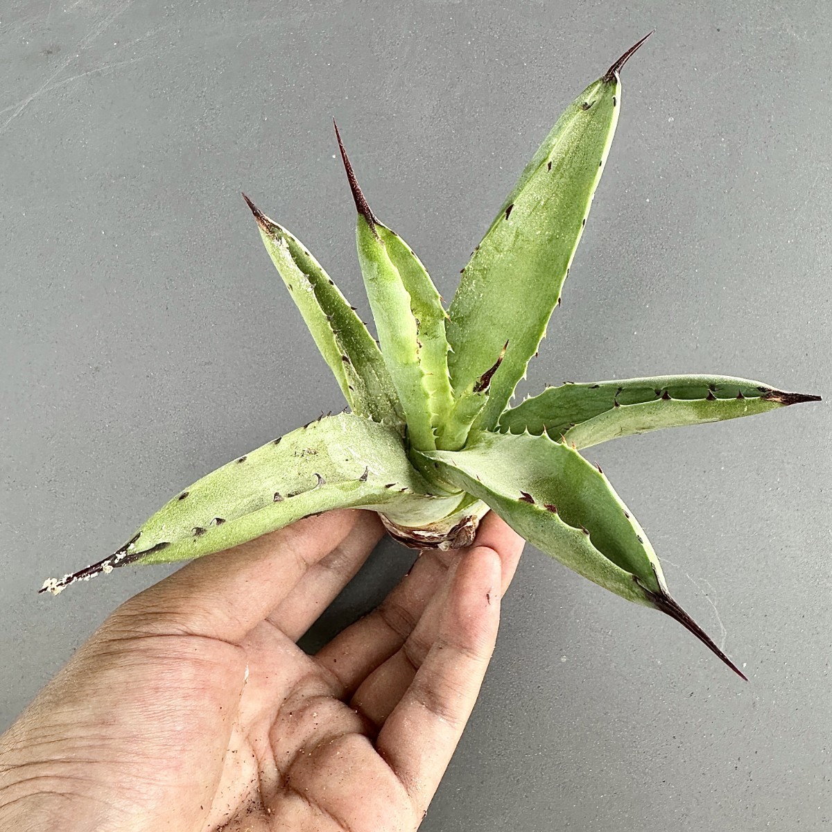 T46 激レア高級品種 多肉植物 アガベ 黒い森です極上強棘 狂刺 株を