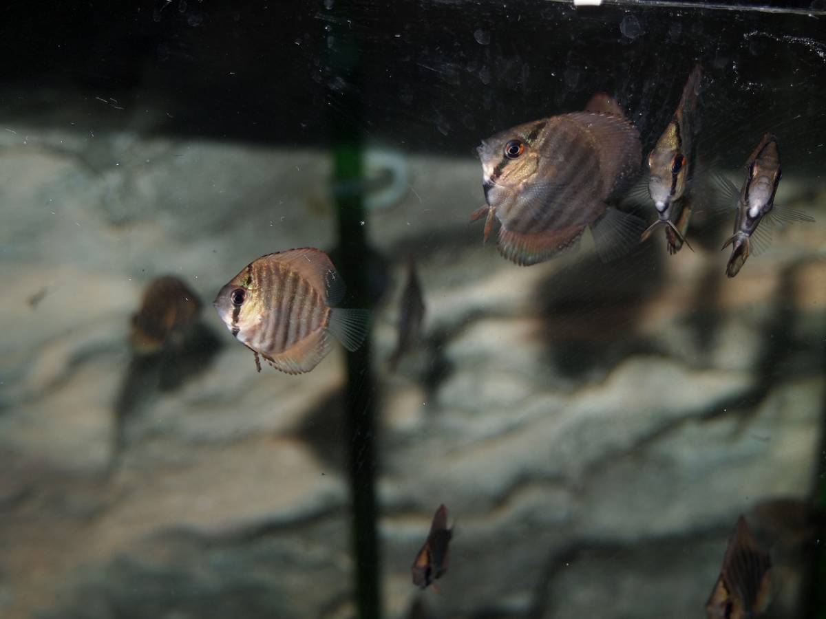 自家繁殖ヘッケルクロスターコイズ5匹セット(セットA4)_1