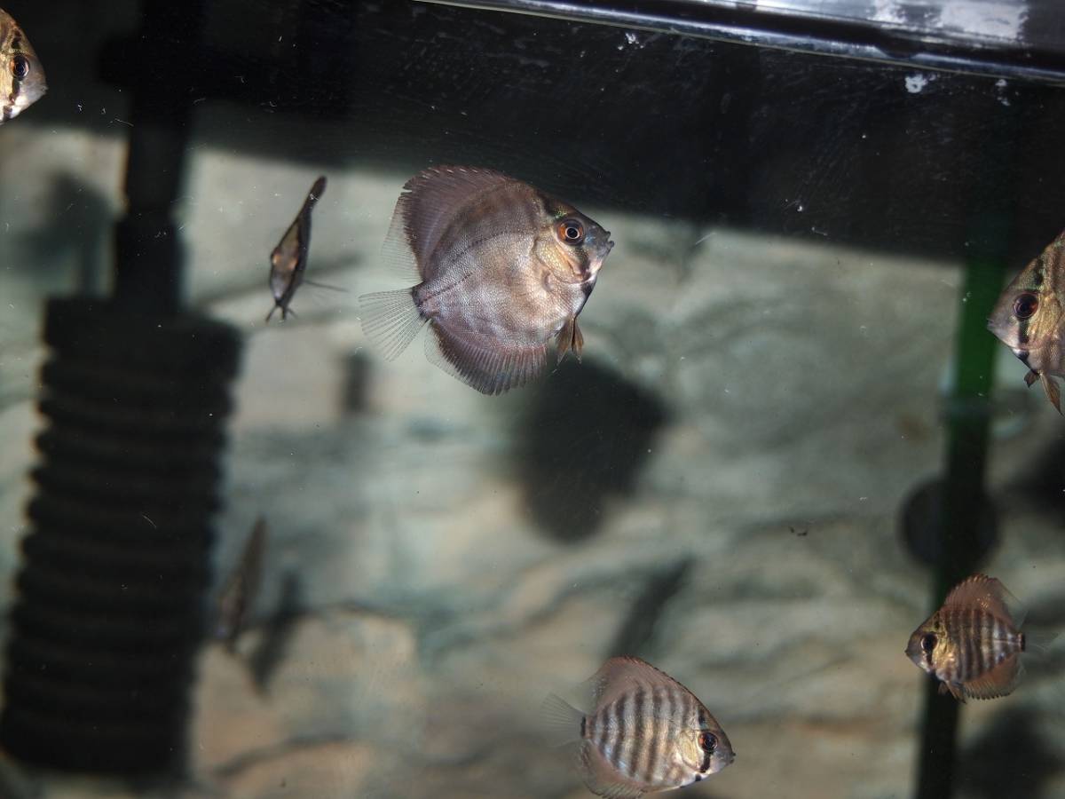 自家繁殖ヘッケルクロスターコイズ5匹セット(セットA4)_2