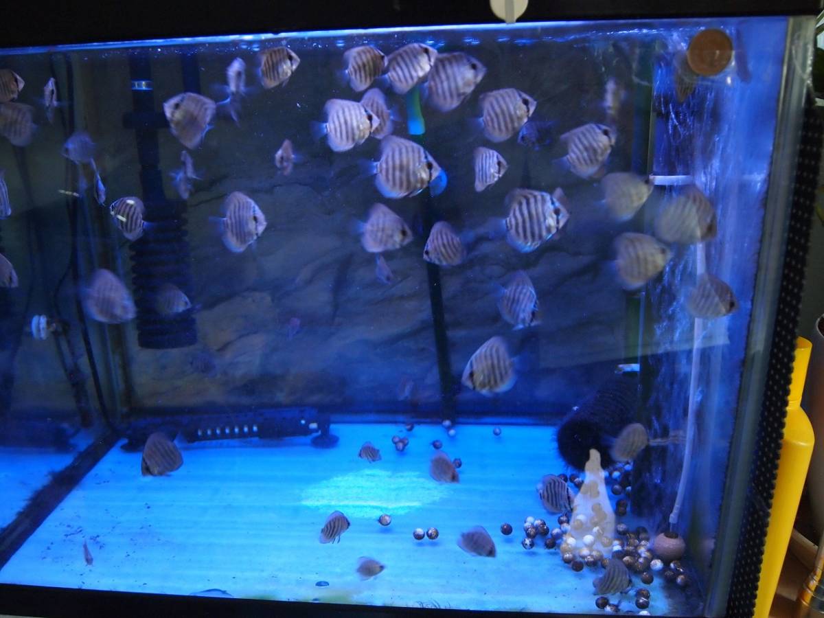 自家繁殖ヘッケルクロスターコイズ5匹セット(セットA4)_3