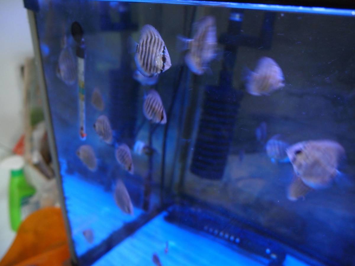 自家繁殖ヘッケルクロスターコイズ5匹セット(セットA4)_4