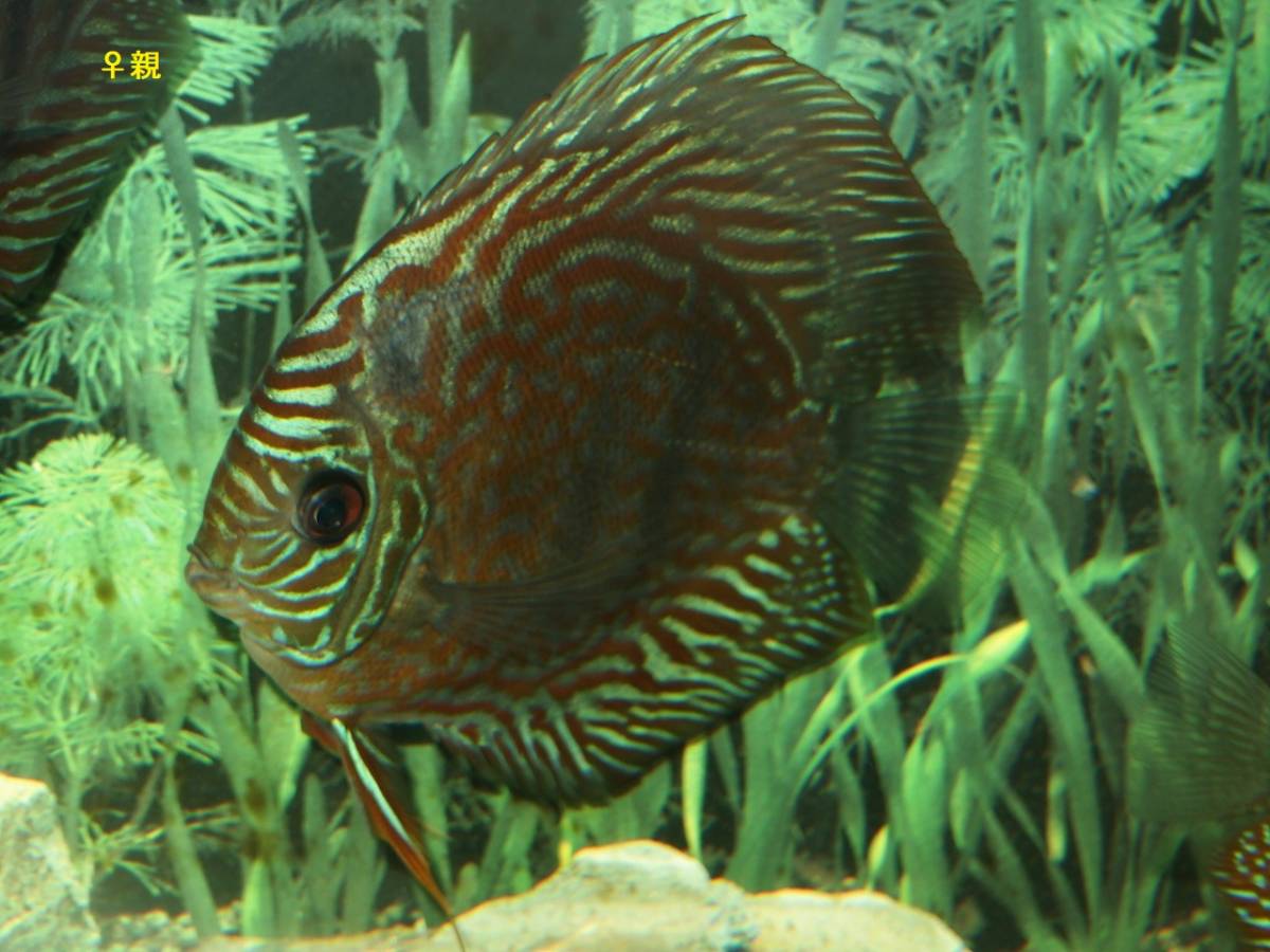 自家繁殖ヘッケルクロスターコイズ5匹セット(セットA4)_5