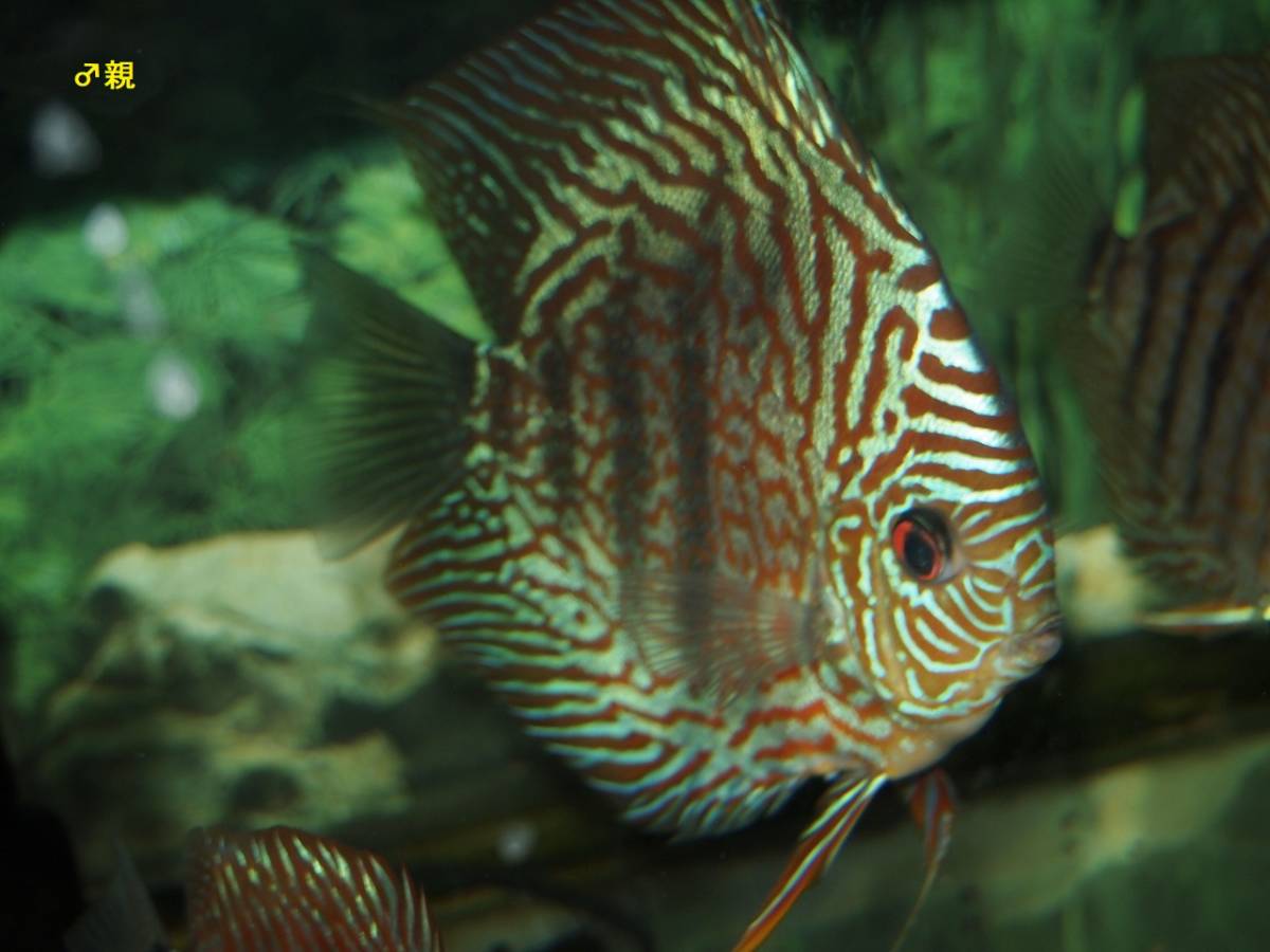 自家繁殖ヘッケルクロスターコイズ5匹セット(セットA4)_6