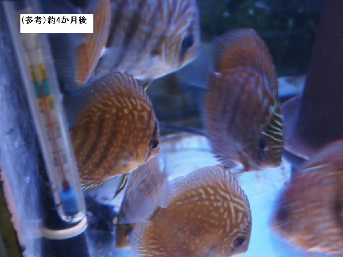 自家繁殖ヘッケルクロスターコイズ5匹セット(セットA4)_7