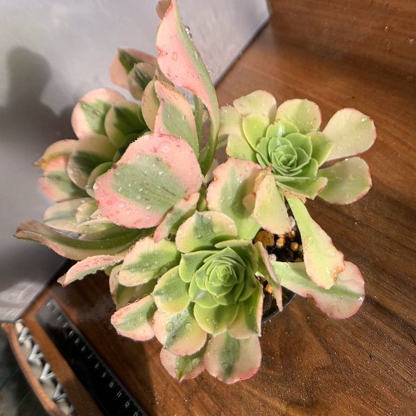 農園直売 多肉植物 寄せ植え アエオニウム属 抹茶ソーダ 群 超美苗 錦
