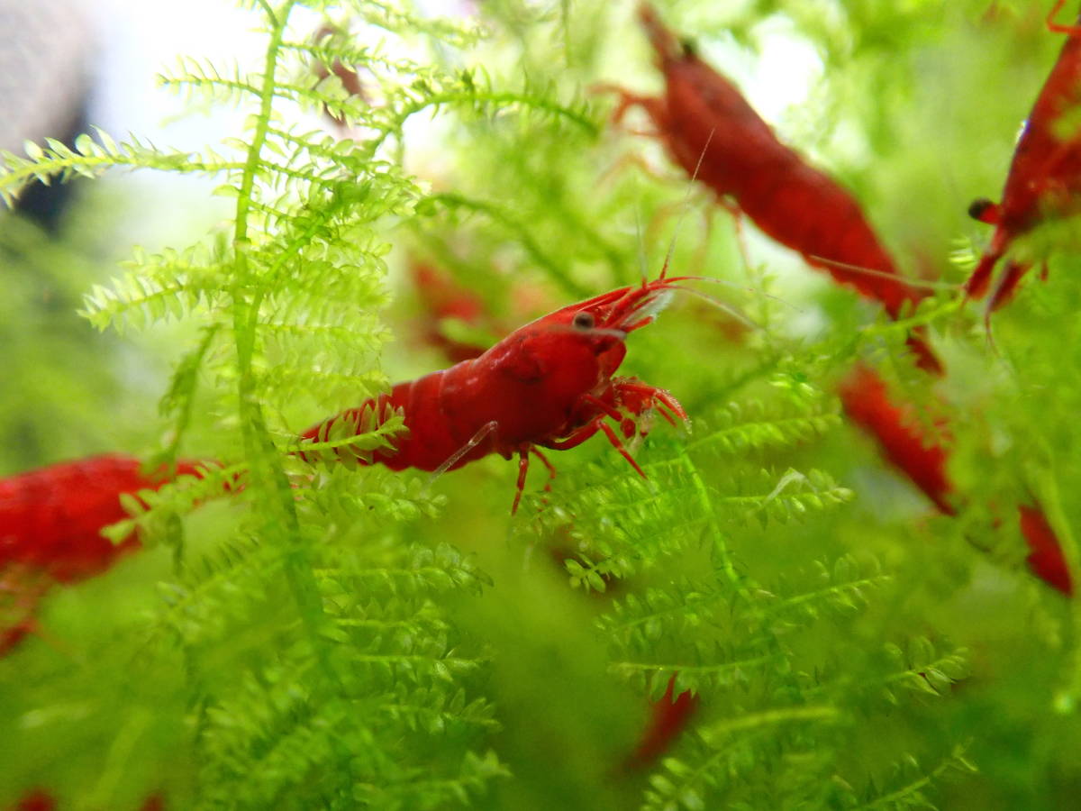 レッドチェリーシュリンプ 80匹　サクラチェリー・極火蝦・レッドファイアーシュリンプ