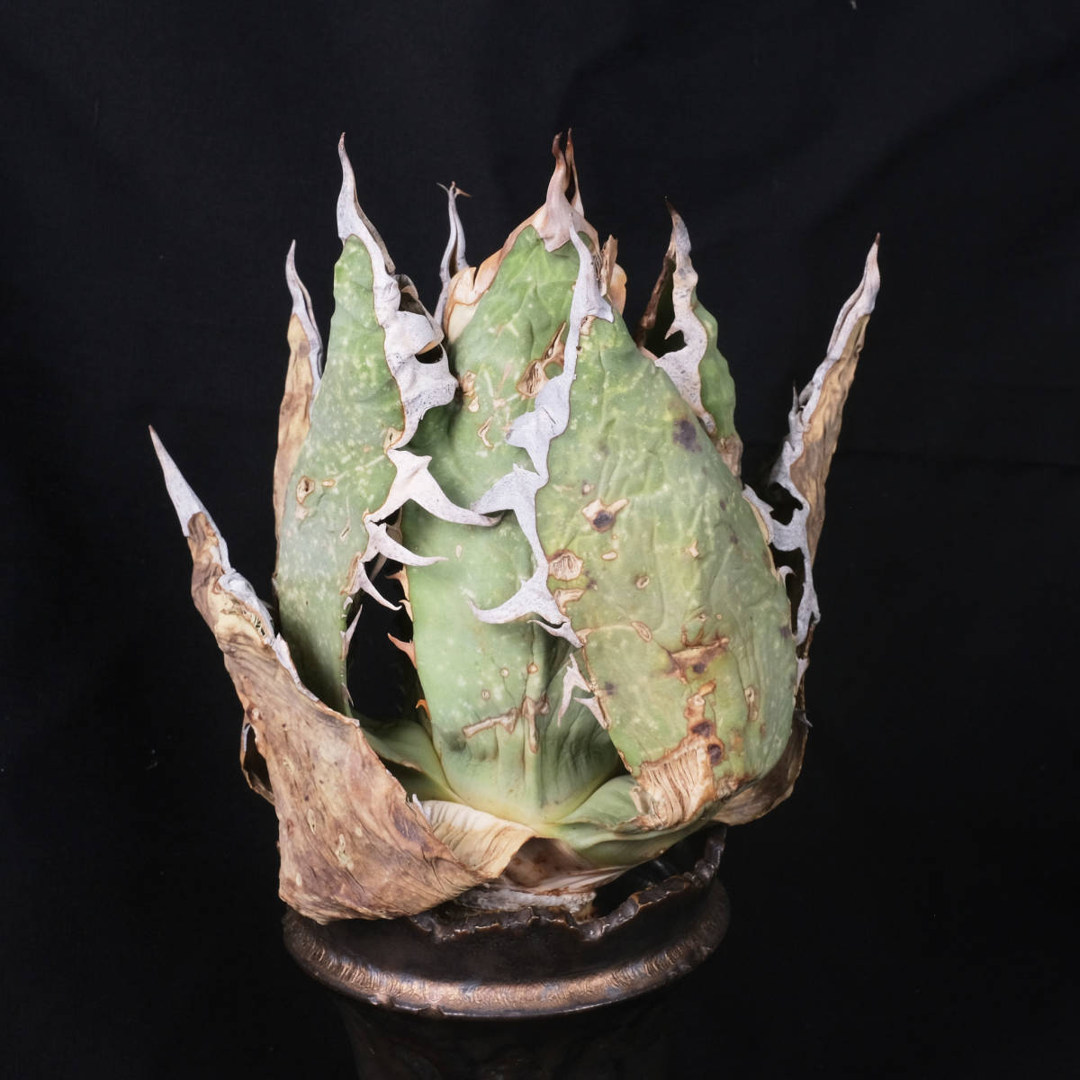AG76 アガベ オテロイ オアハカ 現地株 チタノタ Agave Oteroi Oaxaca