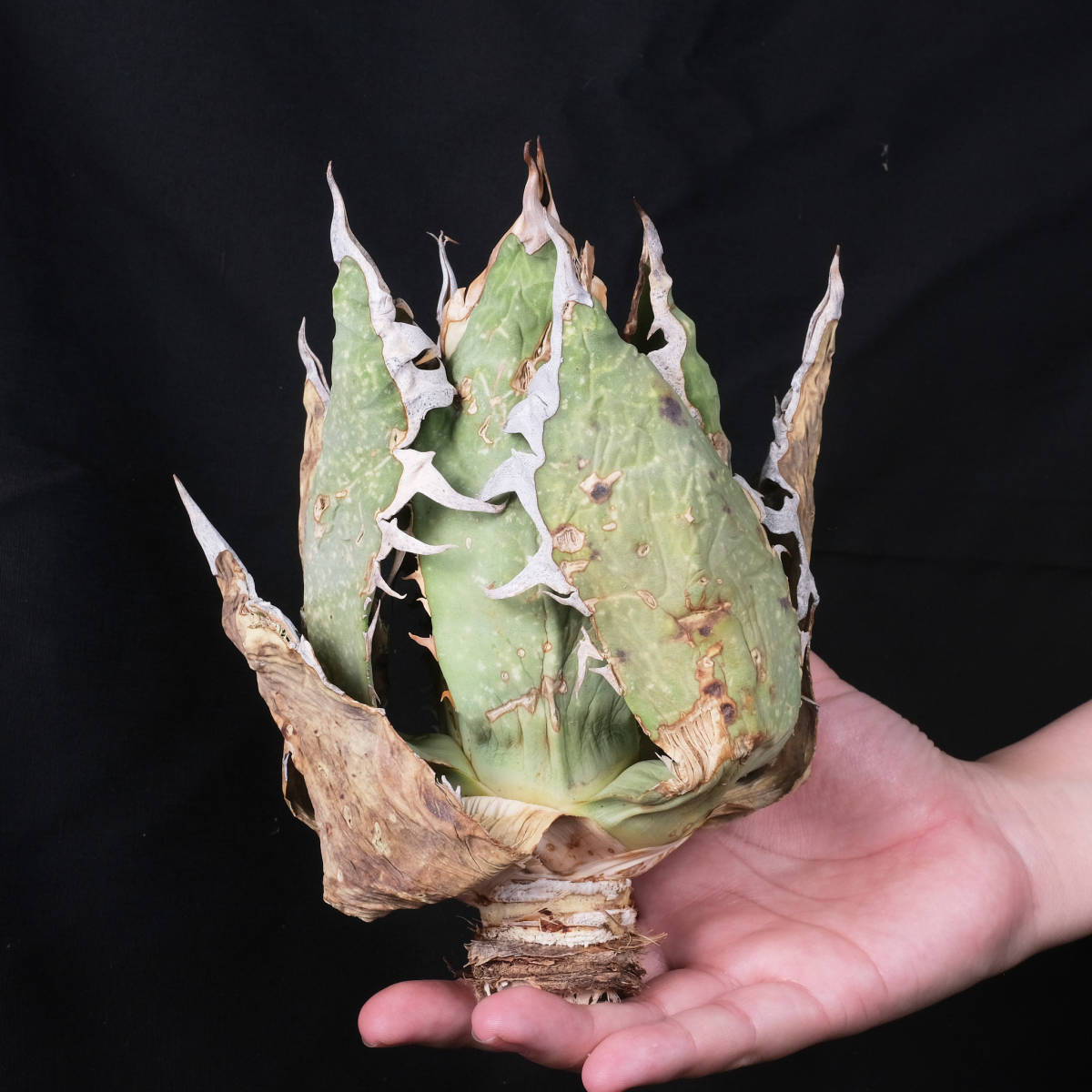 AG76 アガベ オテロイ オアハカ 現地株 チタノタ Agave Oteroi Oaxaca
