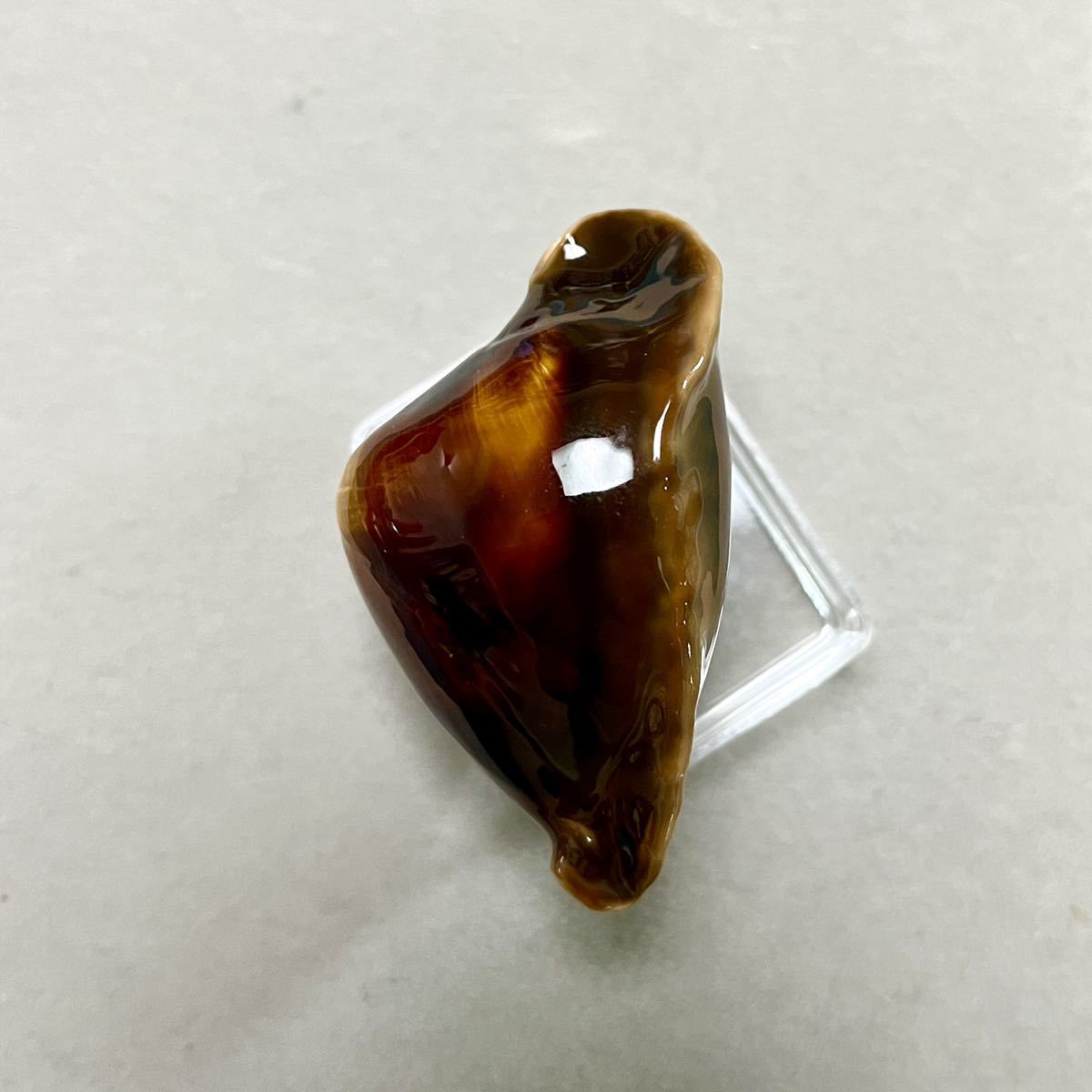 タカラガイ、貝殻、ロッセルダカラ