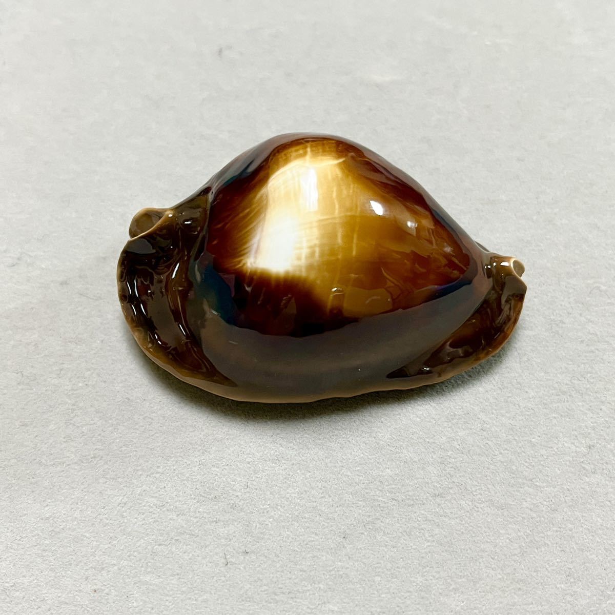 ロッセルダカラ　タカラガイ タカラガイ、貝殻、ロッセルダカラ