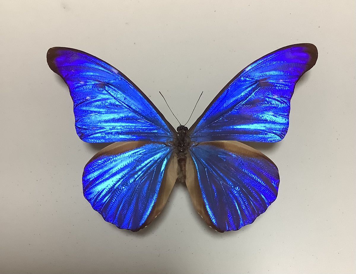 外国産蝶標本 カキカモルフォ ペルー産