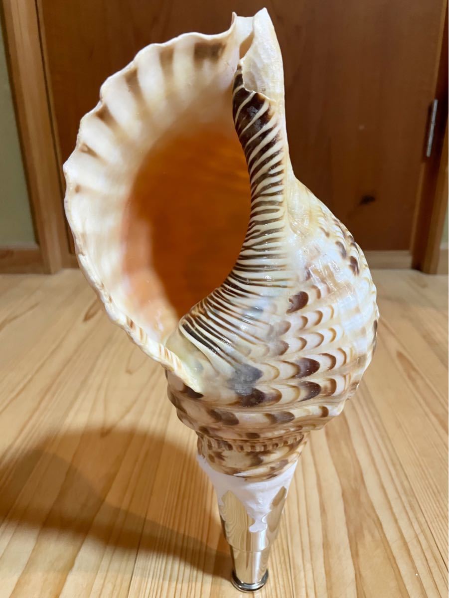 特大修験道　法螺貝39㎝ 山伏　密教　熊よけ❣️ホラガイ　ほら貝 修験道法螺貝 山伏 密教 魔除け 熊よけ ほら貝 ホラガイ！ 山伏 密教
