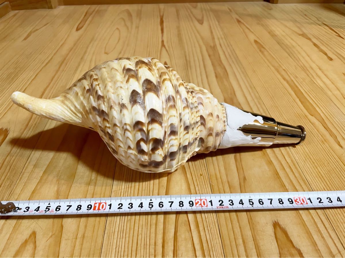 大型37㎝修験道法螺貝　密教　魔除け　山伏　熊よけ　ほら貝　ホラガイ 修験道法螺貝 山伏 密教 魔除け 熊よけ ほら貝 ホラガイ！ 山伏 密教
