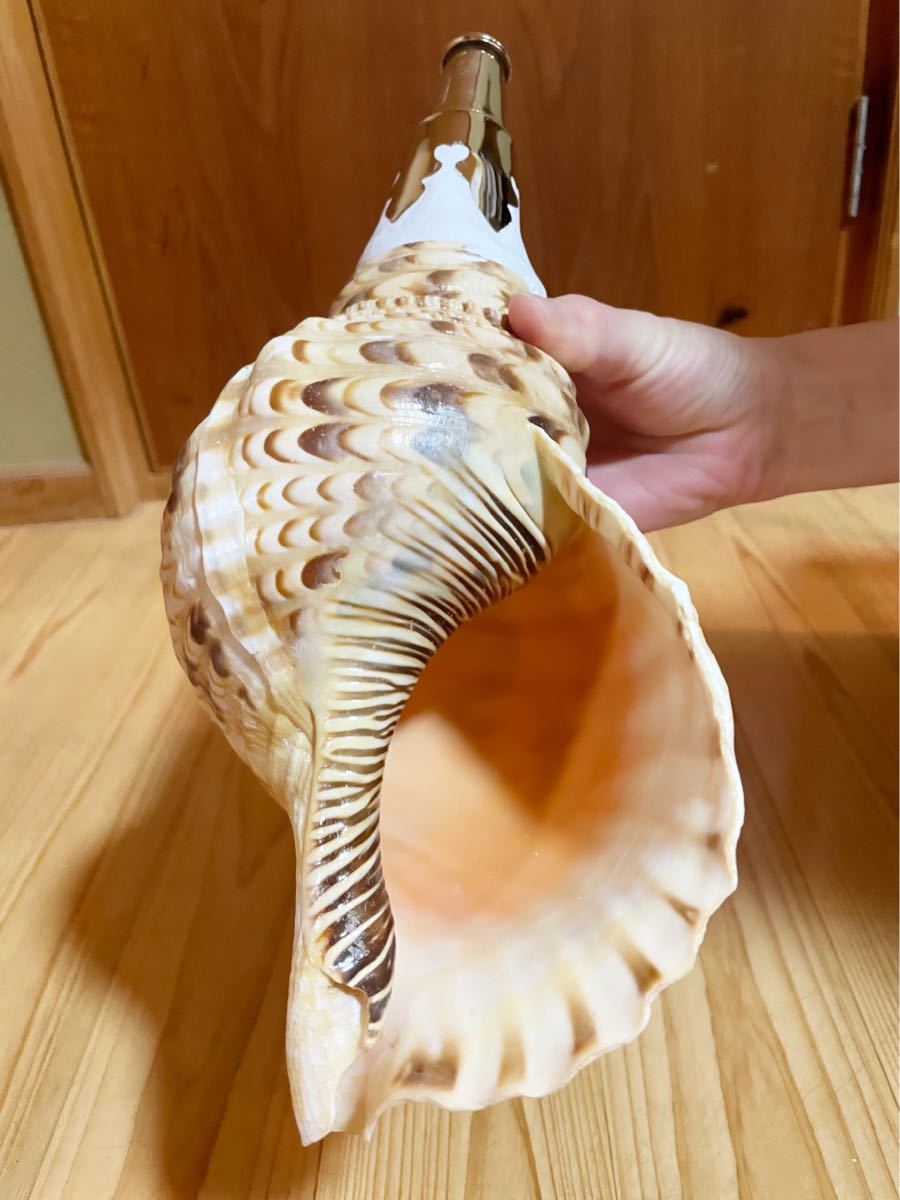 修験道法螺貝 山伏 密教 魔除け 熊よけ ほら貝 ホラガイ！ 山伏 密教